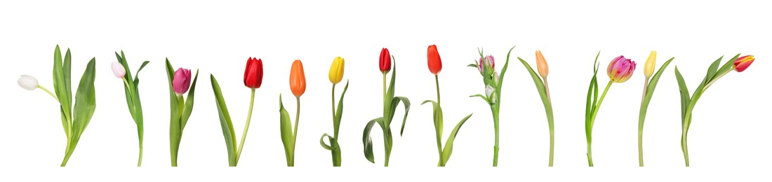 Image of Set of beautiful tulips in different colors isolated on white