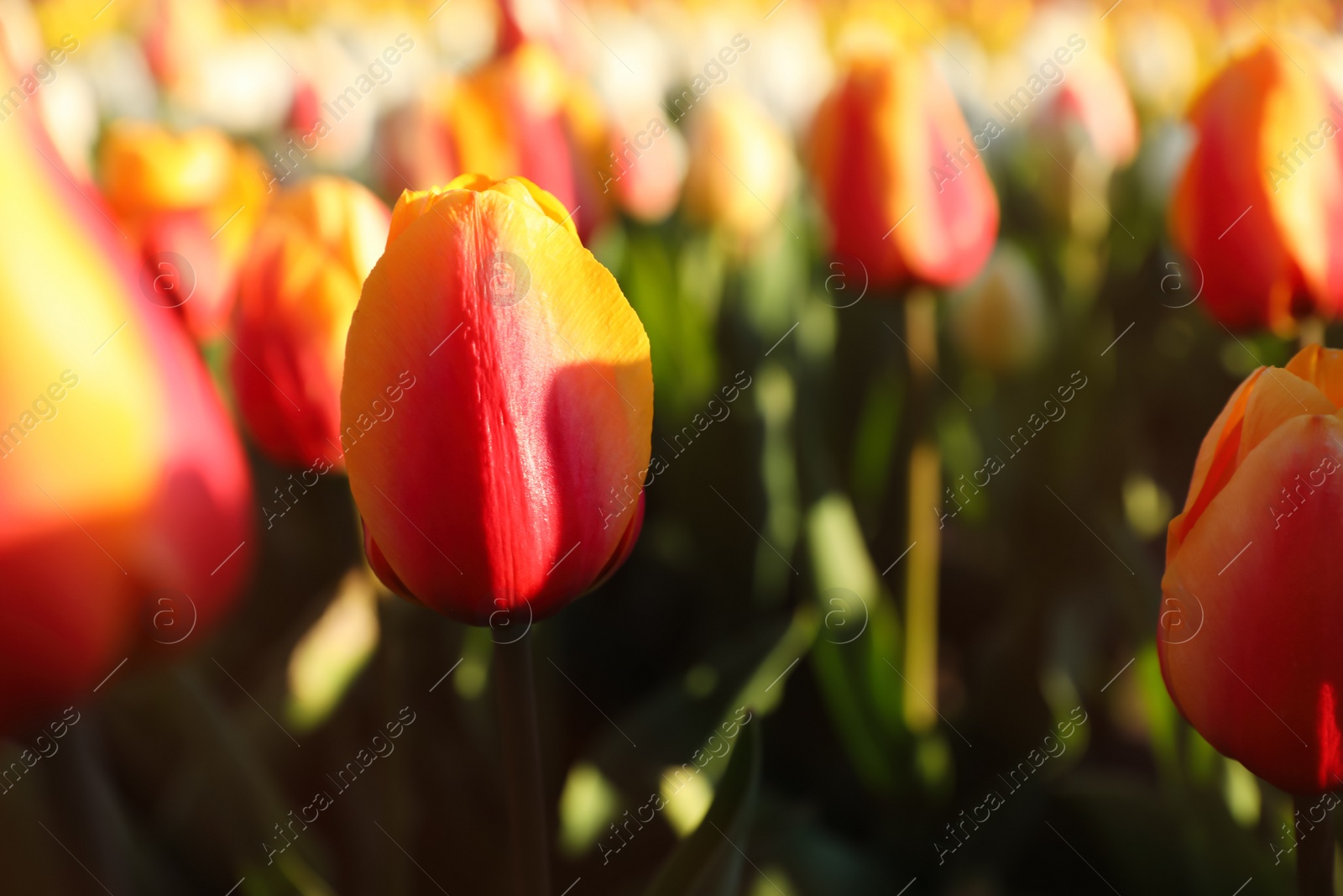 Photo of Beautiful blooming tulips in field on sunny day