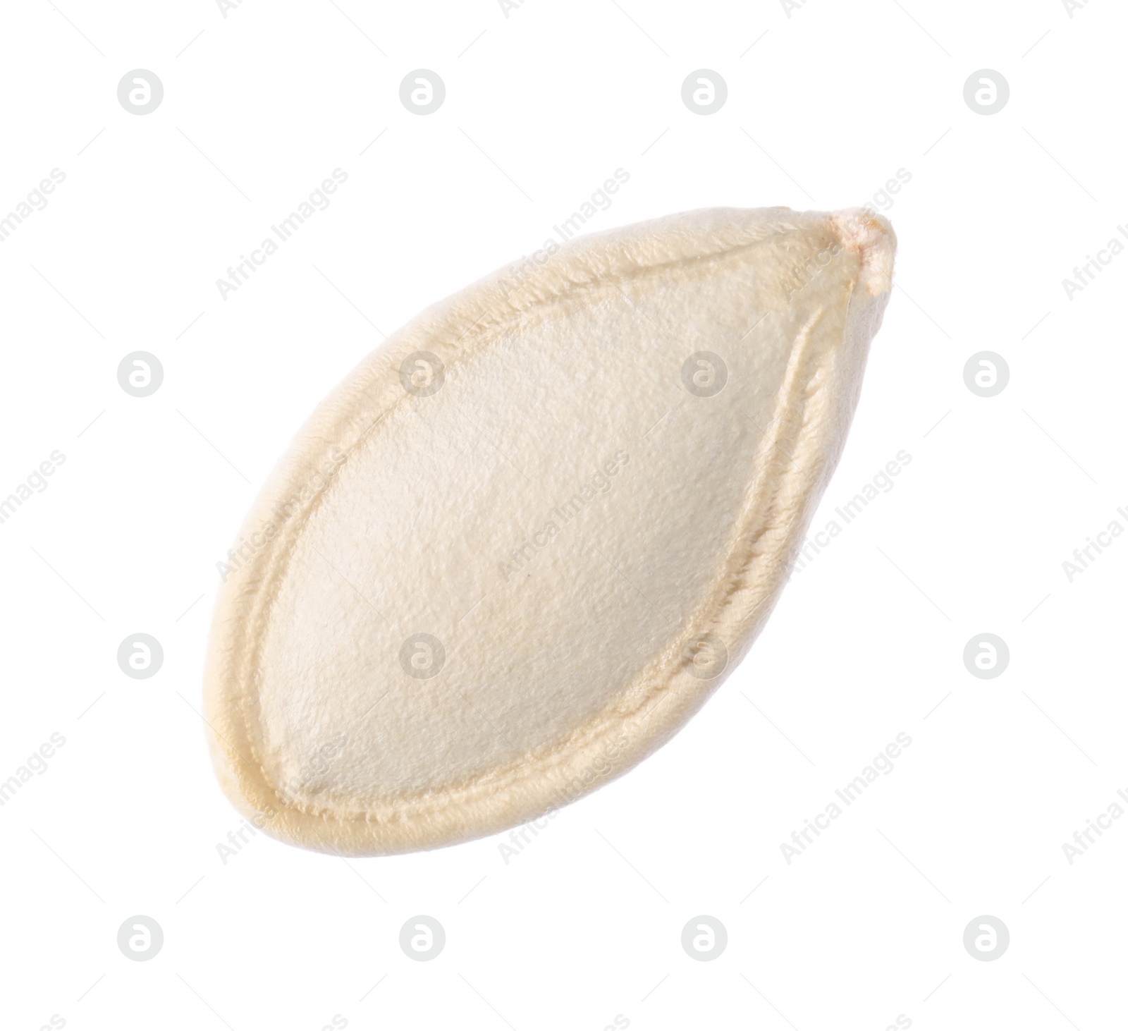 Photo of One dried pumpkin seed isolated on white