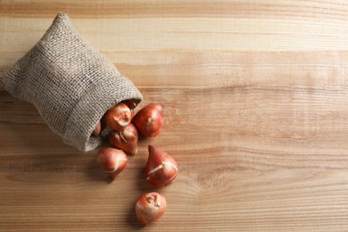 Tulip bulbs on wooden table, flat lay. Space for text