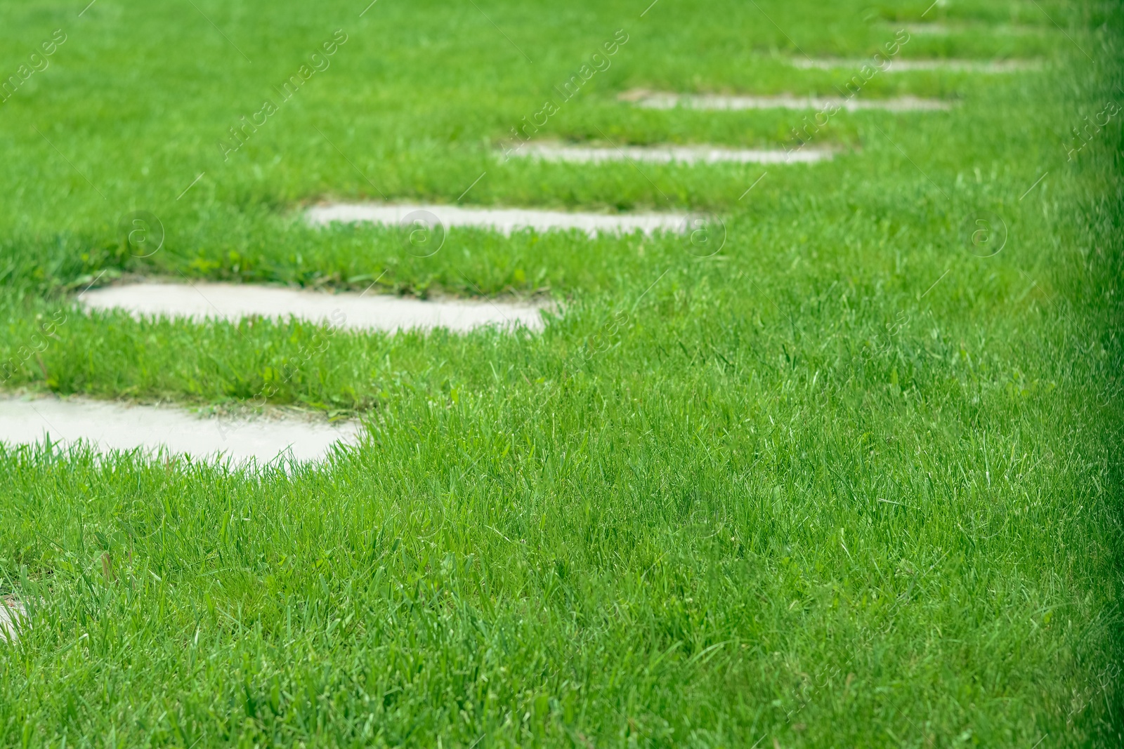 Photo of Path in garden with beautiful bright green grass