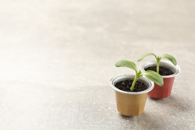 Photo of Coffee capsules with seedlings on light grey table, space for text
