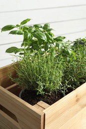 Crate with different potted herbs near white wall, closeup
