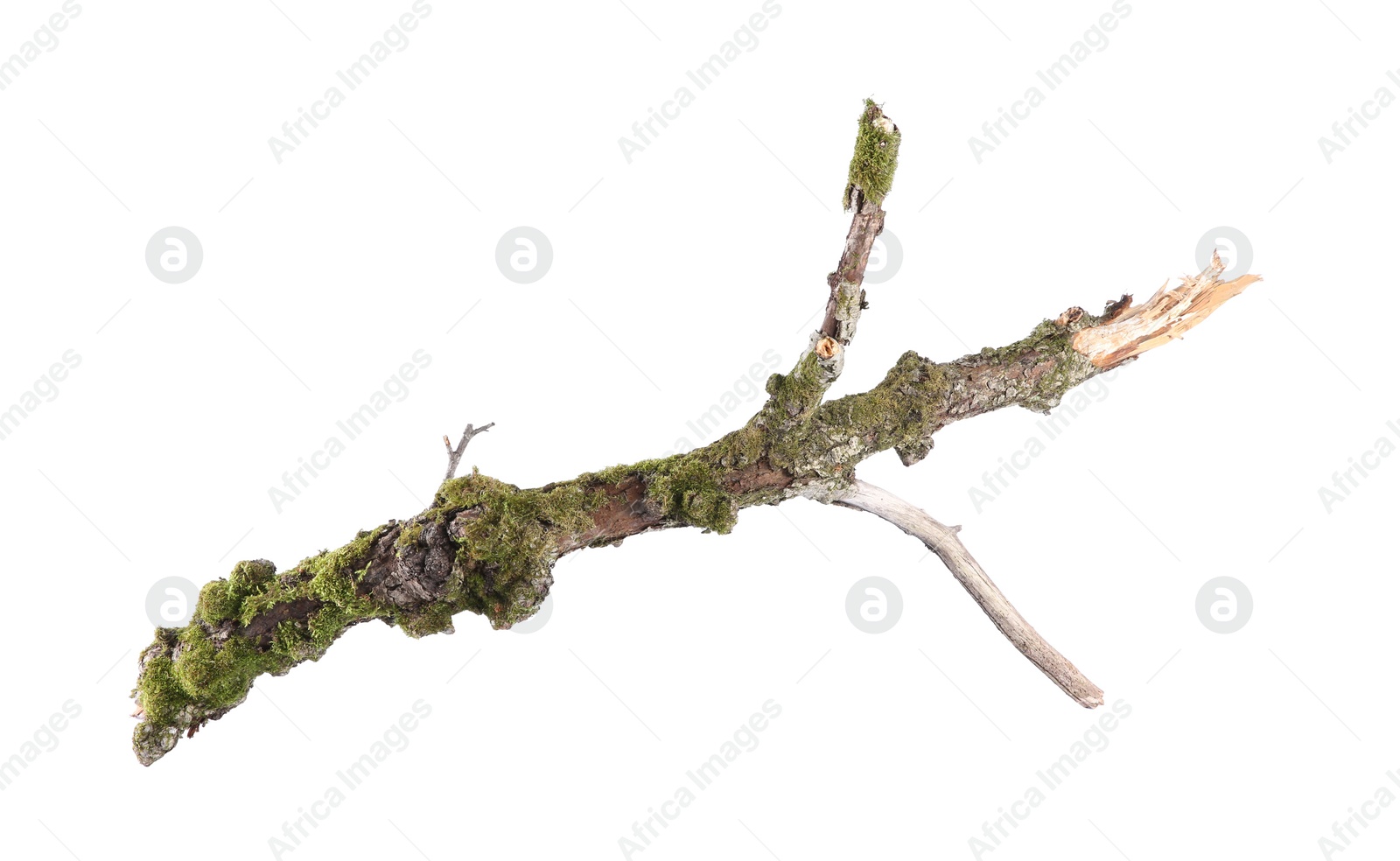 Photo of Dry tree branch with moss isolated on white