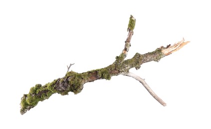 Photo of Dry tree branch with moss isolated on white