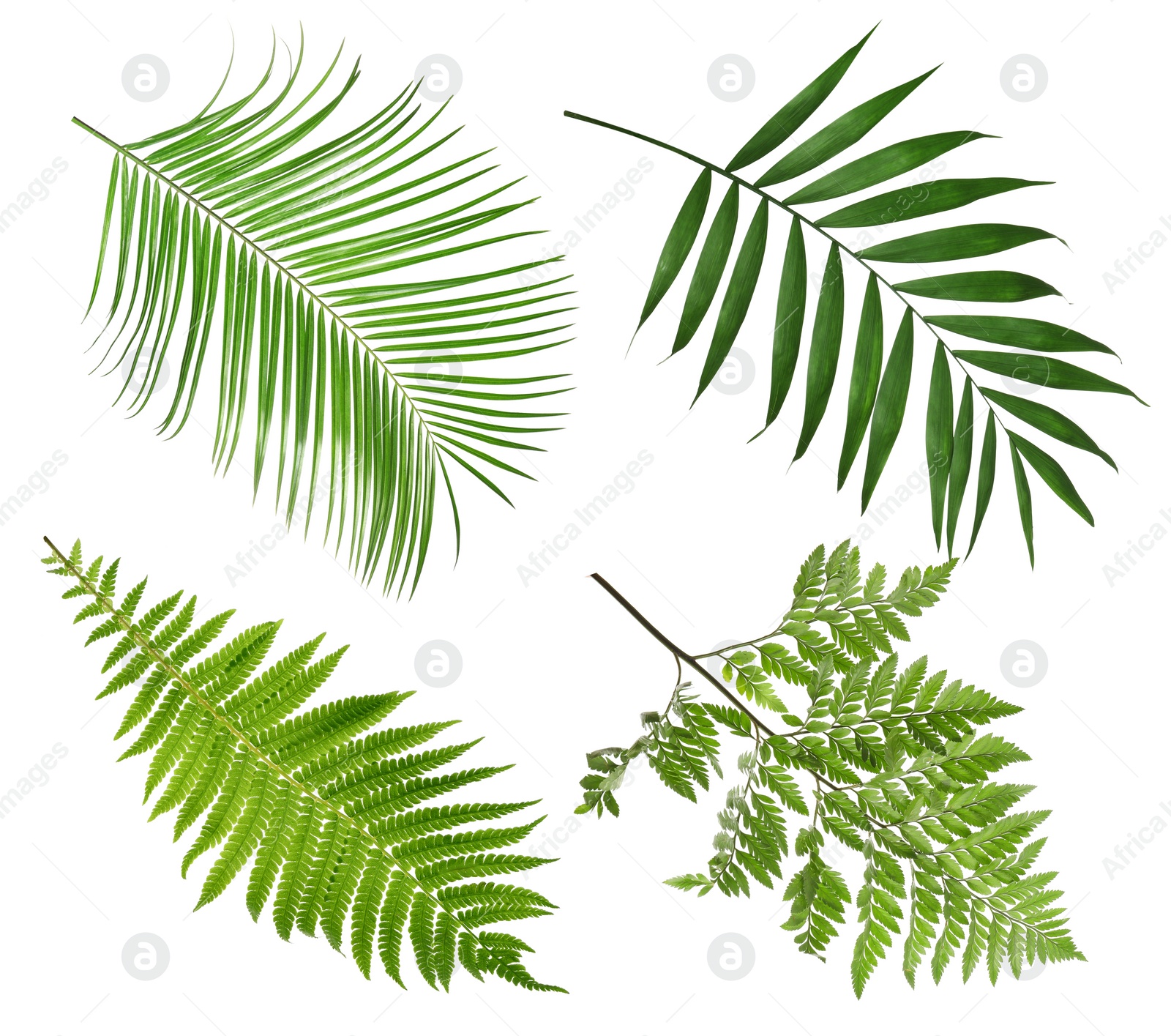Image of Set with beautiful fern and other tropical leaves on white background