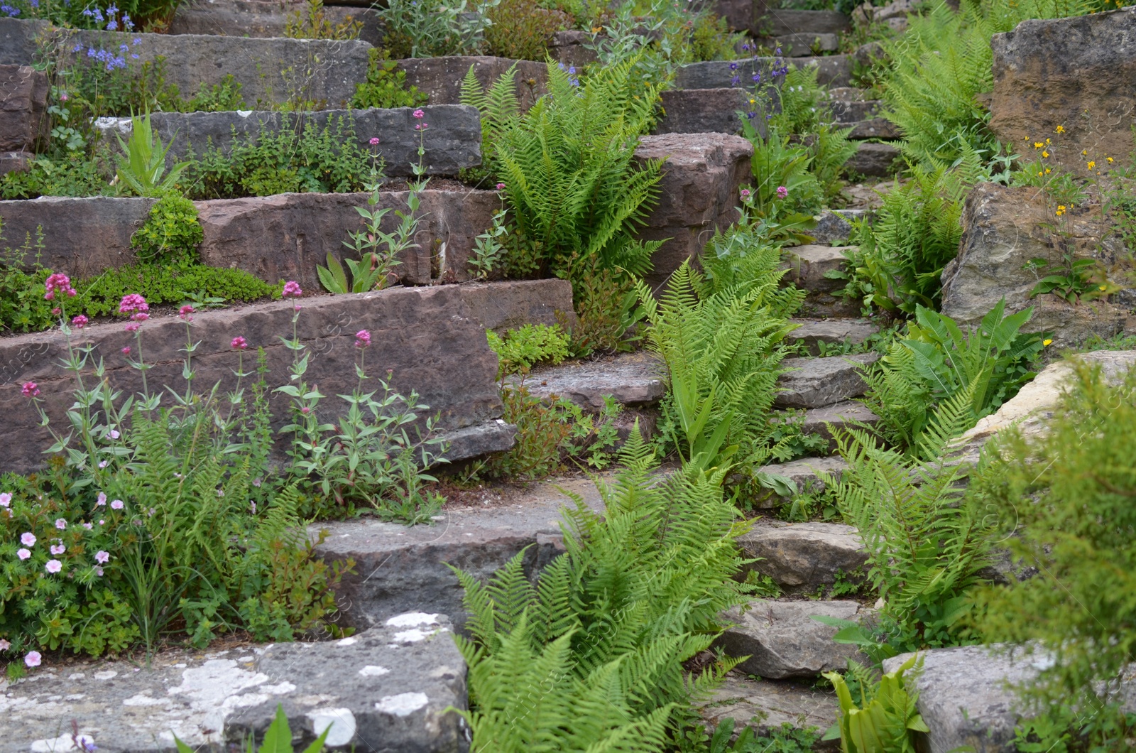 Photo of Stone stairs overgrown with different plants outdoors