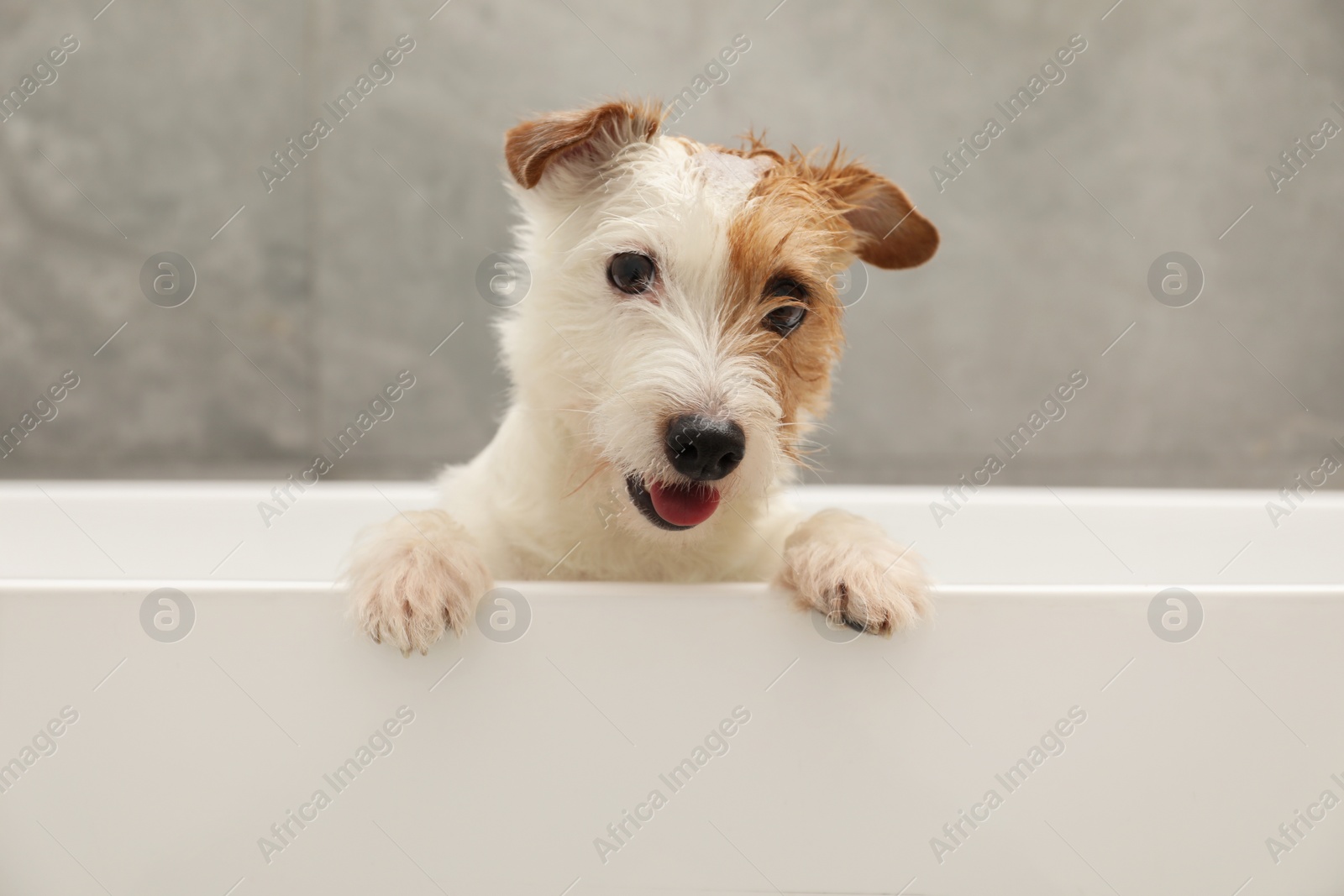 Photo of Portrait of cute dog with shampoo foam on head in bath tub indoors