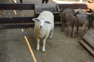 Photo of Funny sheep and little goatlings on farm. Animal husbandry