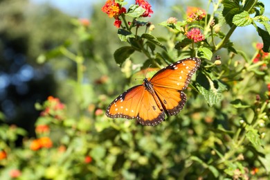 Photo of Beautiful orange Monarch butterfly on plant outdoors, space for text
