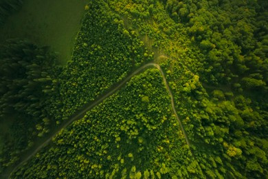 Aerial view of road surrounded by forest with beautiful green trees