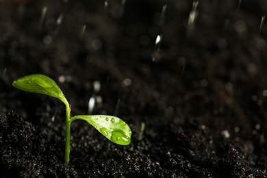 Photo of Fresh seedling in fertile soil under rain, space for text