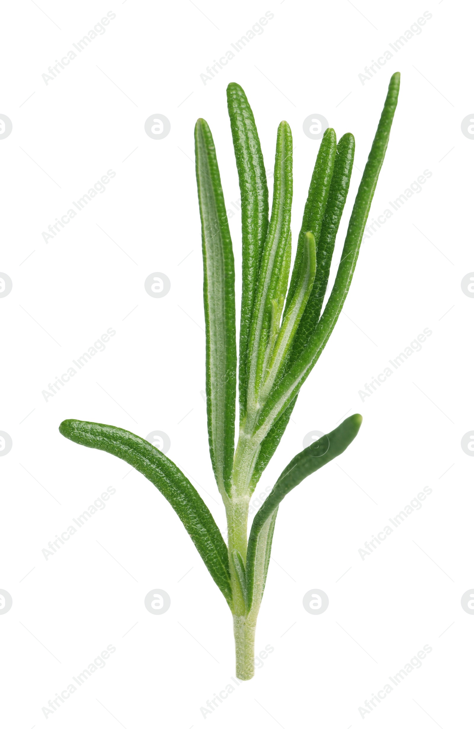 Photo of Sprig of fresh rosemary isolated on white