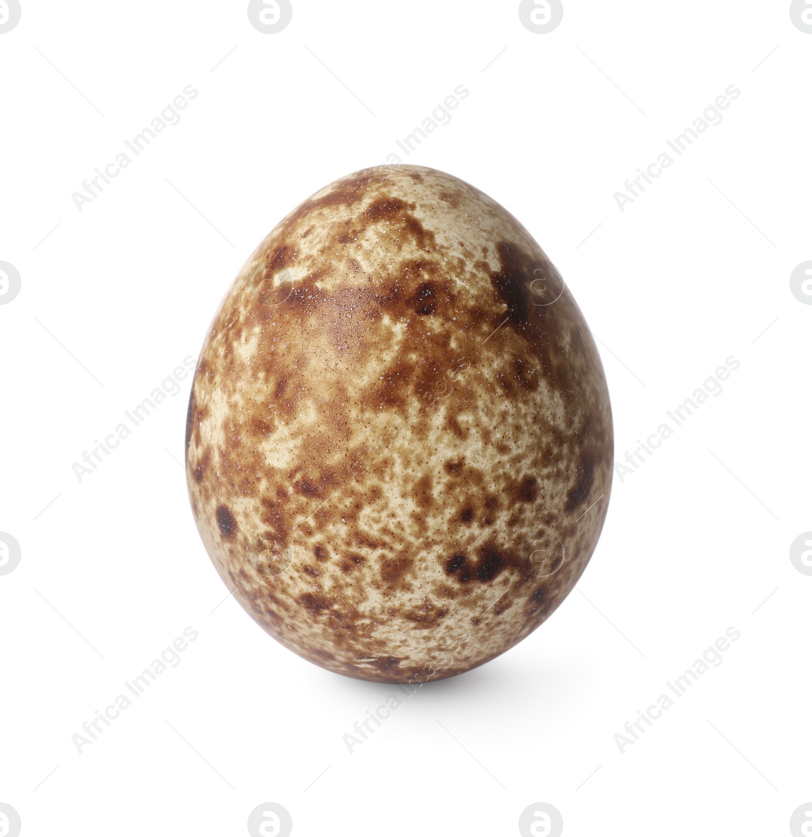 Photo of One speckled quail egg isolated on white