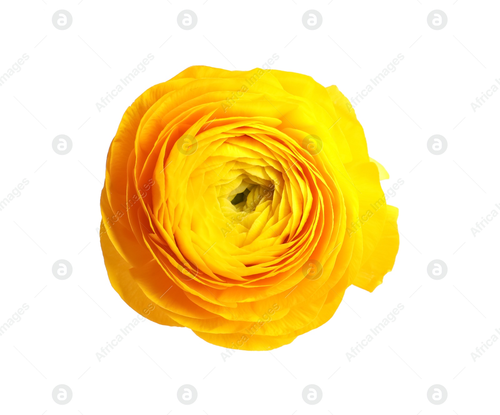 Photo of Beautiful fresh ranunculus flower on white background