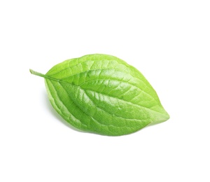 Photo of Beautiful spring green leaf on white background