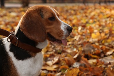 Photo of Adorable Beagle dog in stylish collar in autumn park. Space for text