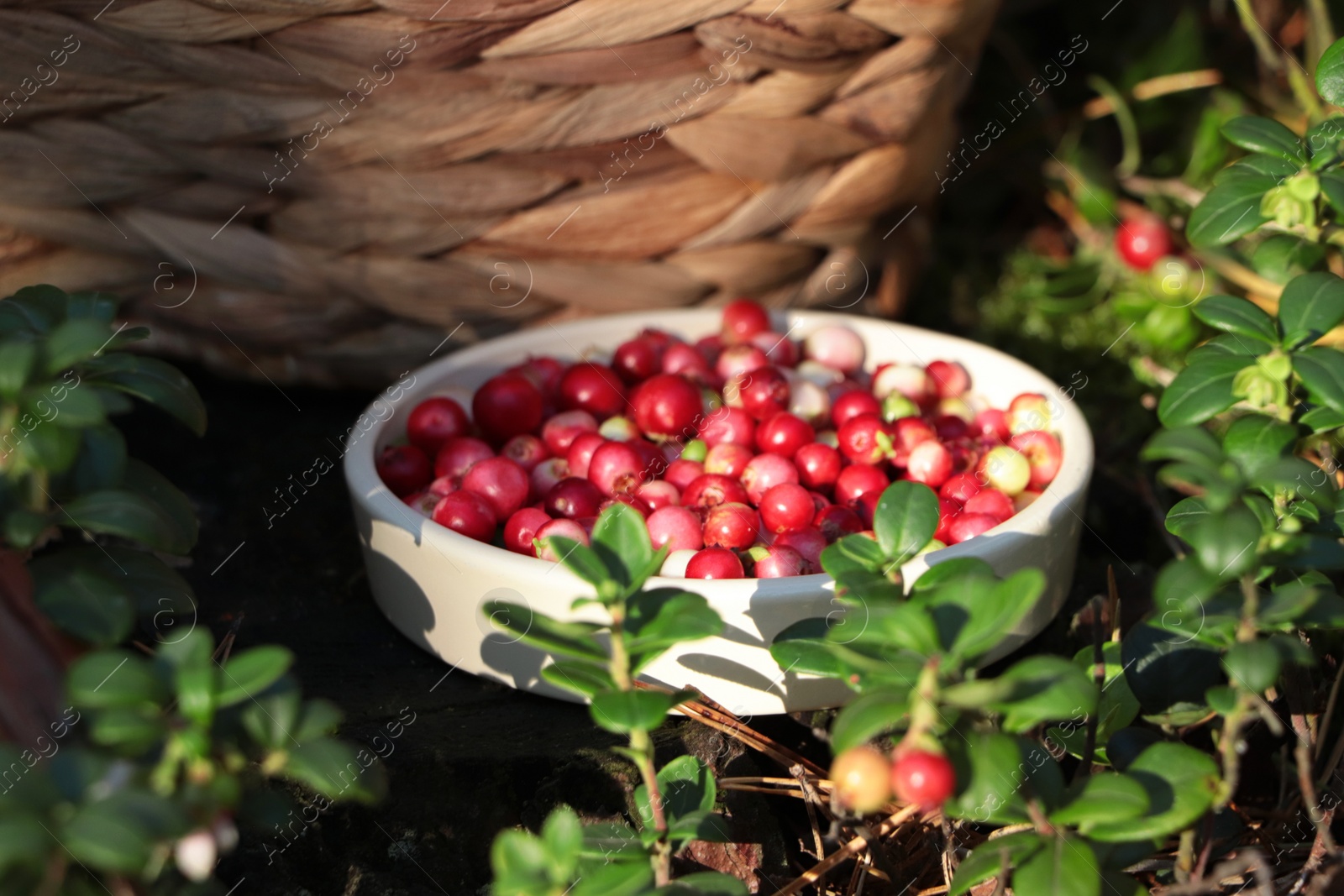 Photo of Bowl of delicious ripe red lingonberries outdoors