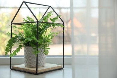 Photo of Beautiful fern and decorative stand on window sill indoors