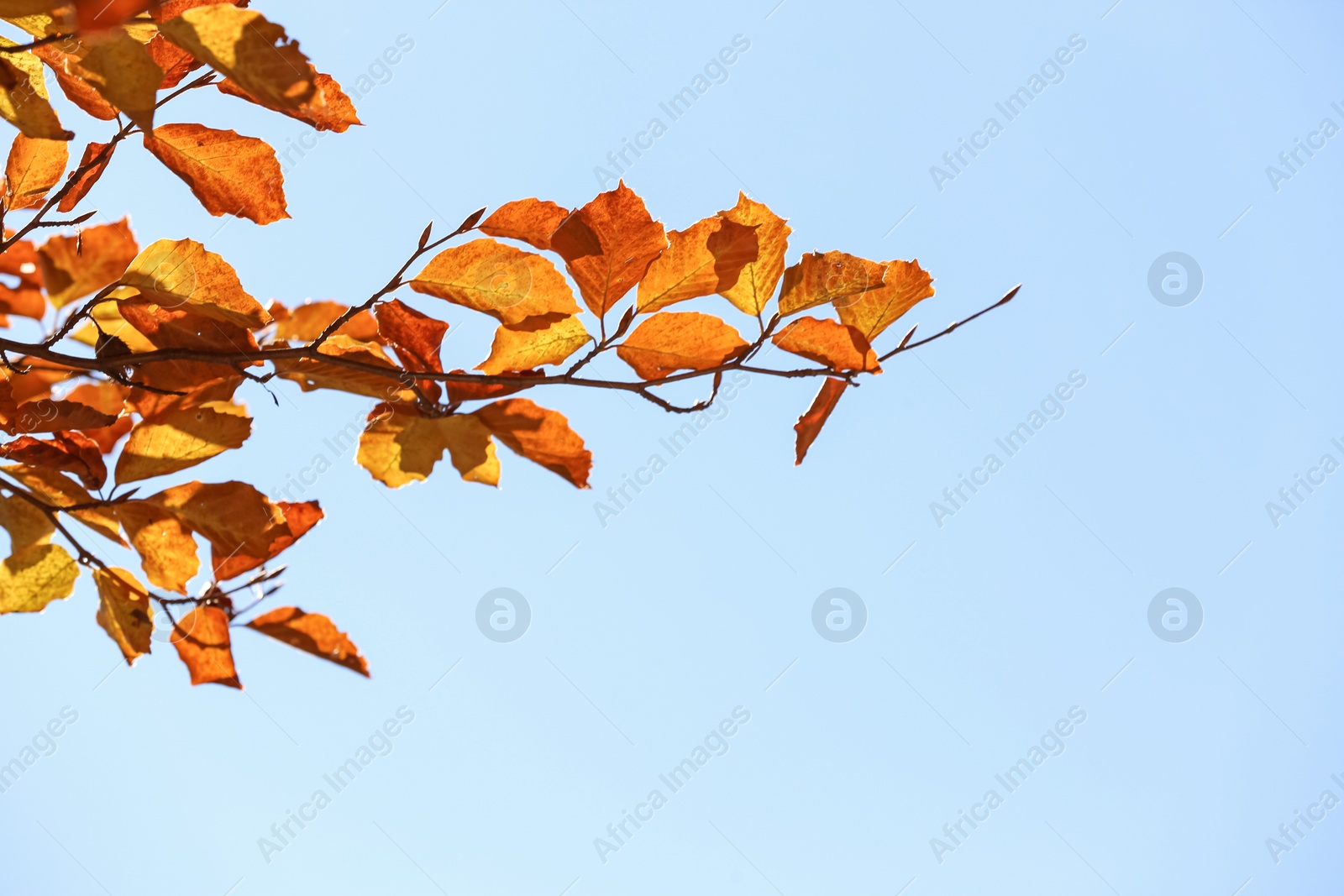 Photo of Beautiful branches with bright autumn leaves outdoors on sunny day. Space for text