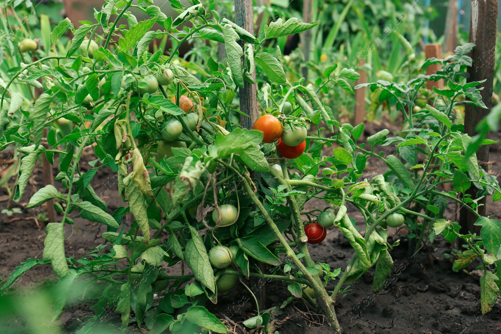 Photo of Beautiful green plants with ripening tomatoes in garden