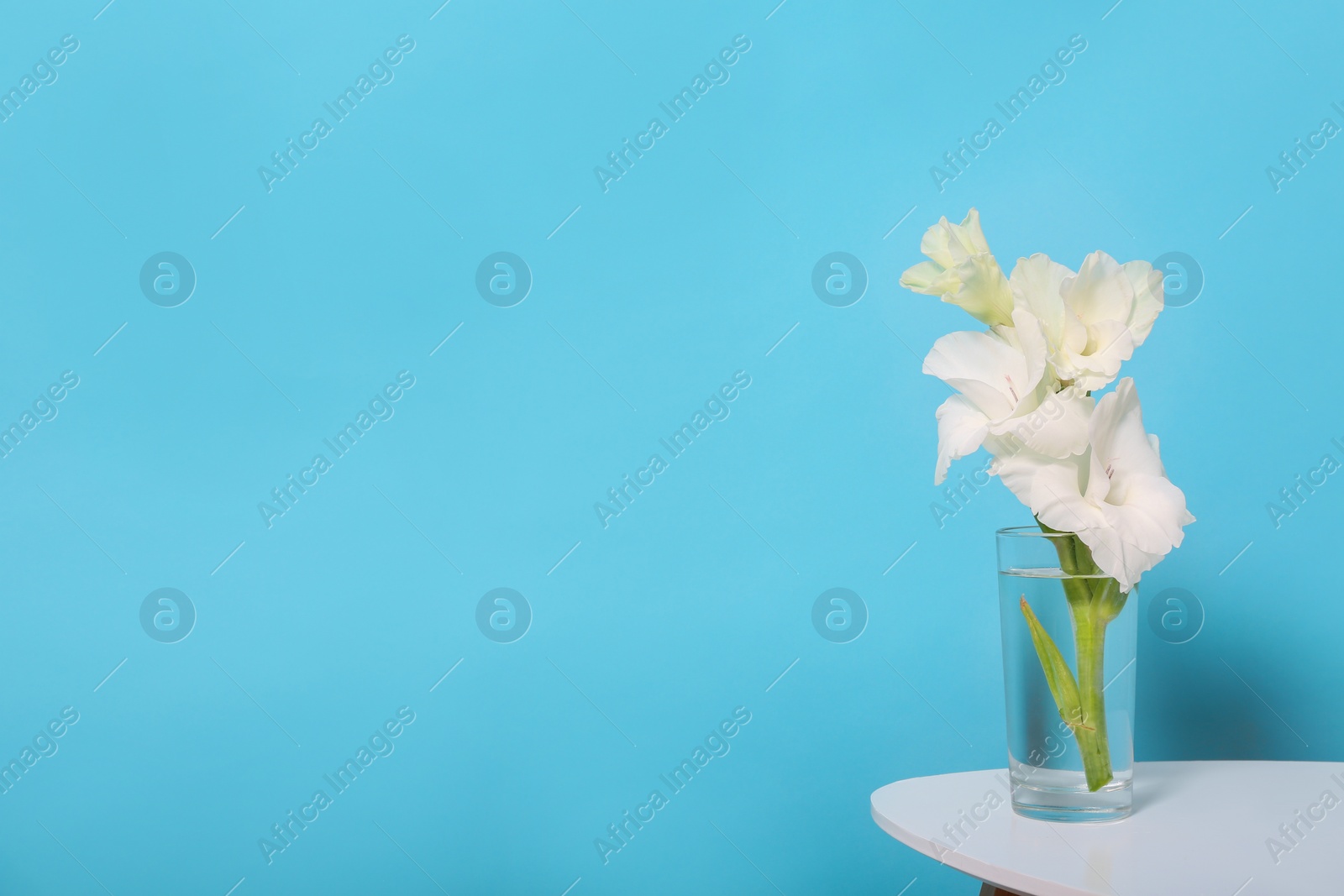 Photo of Vase with beautiful gladiolus flowers on wooden table against blue background. Space for text