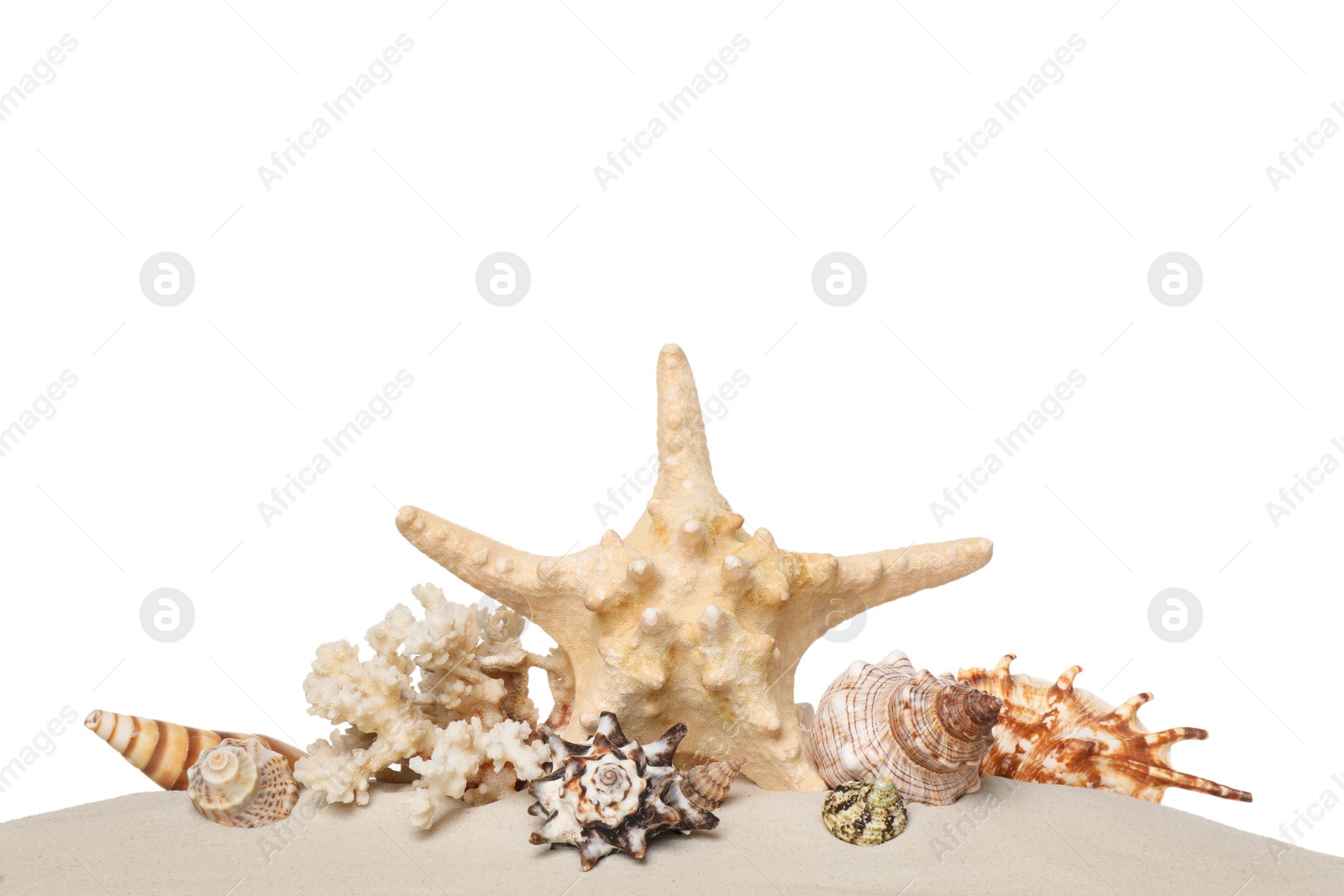 Photo of Beautiful starfish, coral and sea shells in sand on white background