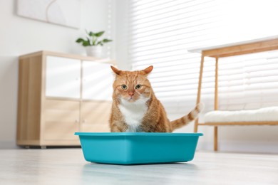Photo of Cute ginger cat in litter box at home