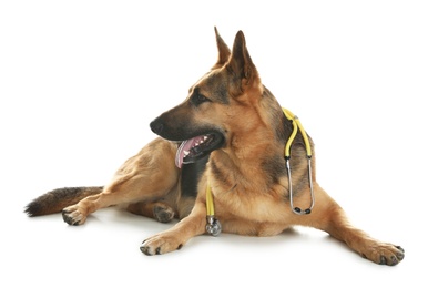 Photo of Cute dog with stethoscope as veterinarian on white background