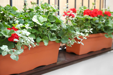 Photo of Beautiful red flowers in plant pot outdoors on sunny day