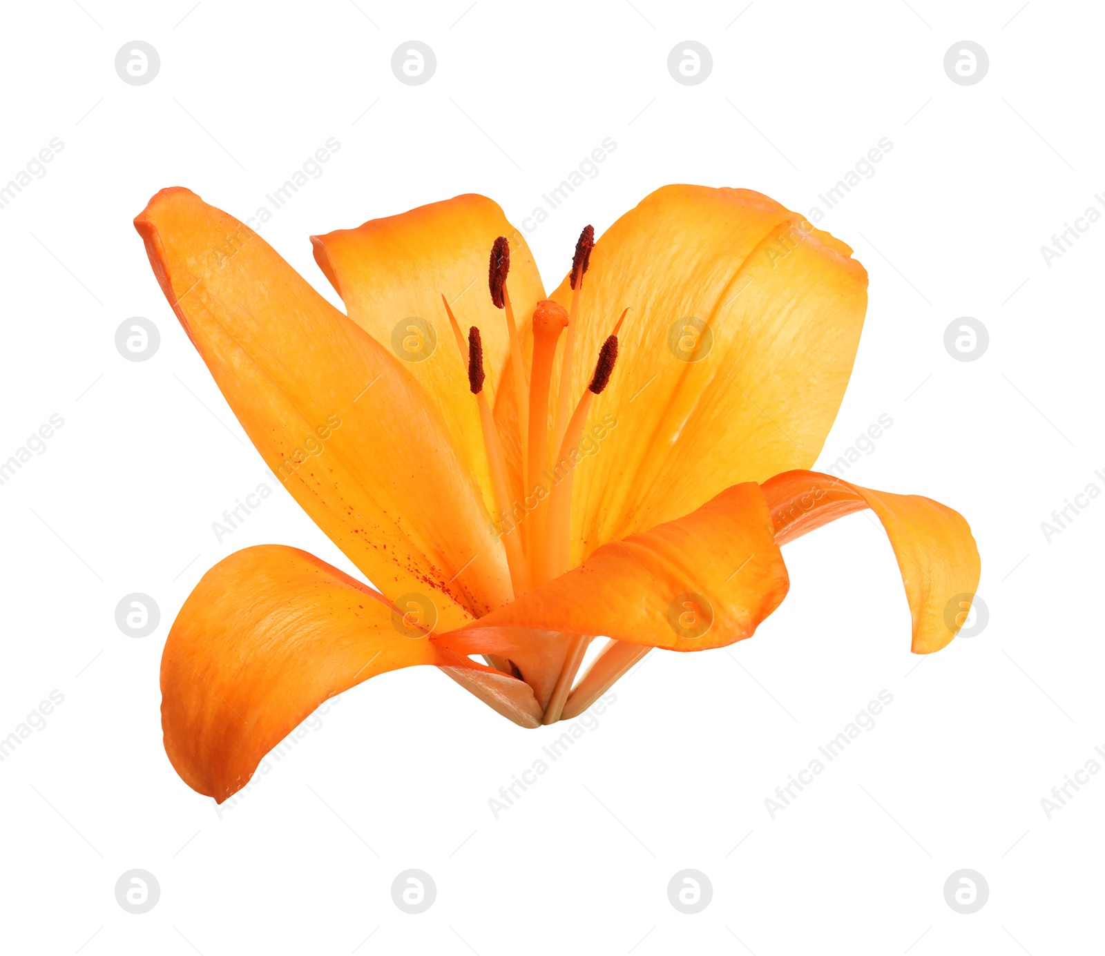 Image of Beautiful blooming orange lily flower isolated on white