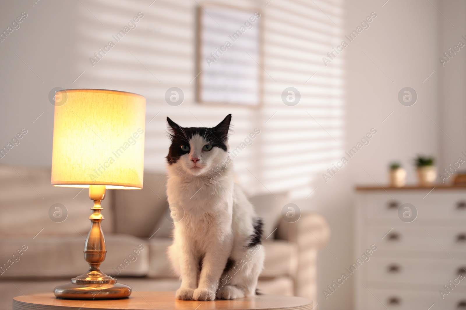 Photo of Cute cat sitting on table near lamp at home. Space for text