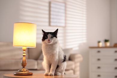 Cute cat sitting on table near lamp at home. Space for text