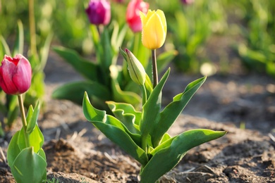 Photo of Closeup view of beautiful fresh tulip with water drops on field, space for text. Blooming spring flowers