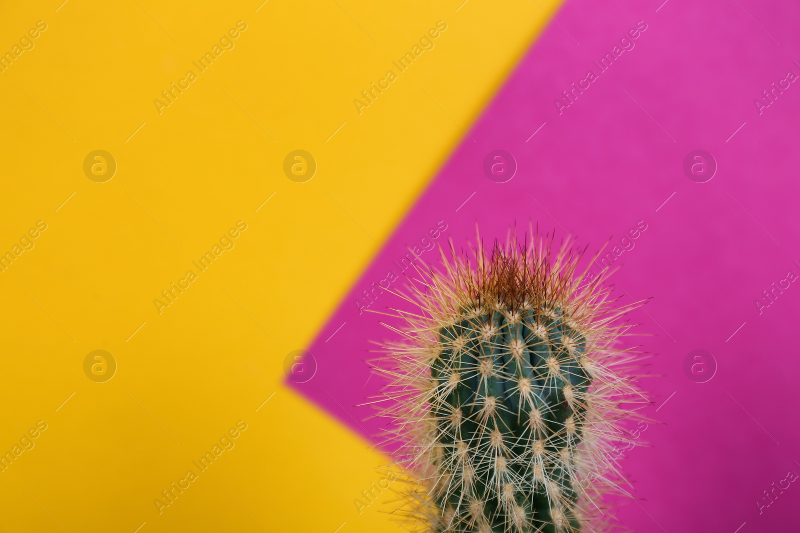 Photo of Beautiful cactus plant on color background, space for text