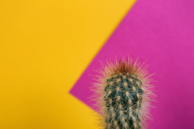 Beautiful cactus plant on color background, space for text