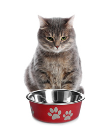 Cute gray tabby cat and feeding bowl on white background. Lovely pet
