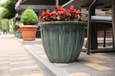 Photo of Beautiful red flowers in plant pot outdoors