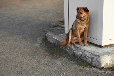 Photo of Lost dog sitting alone outdoors. Space for text