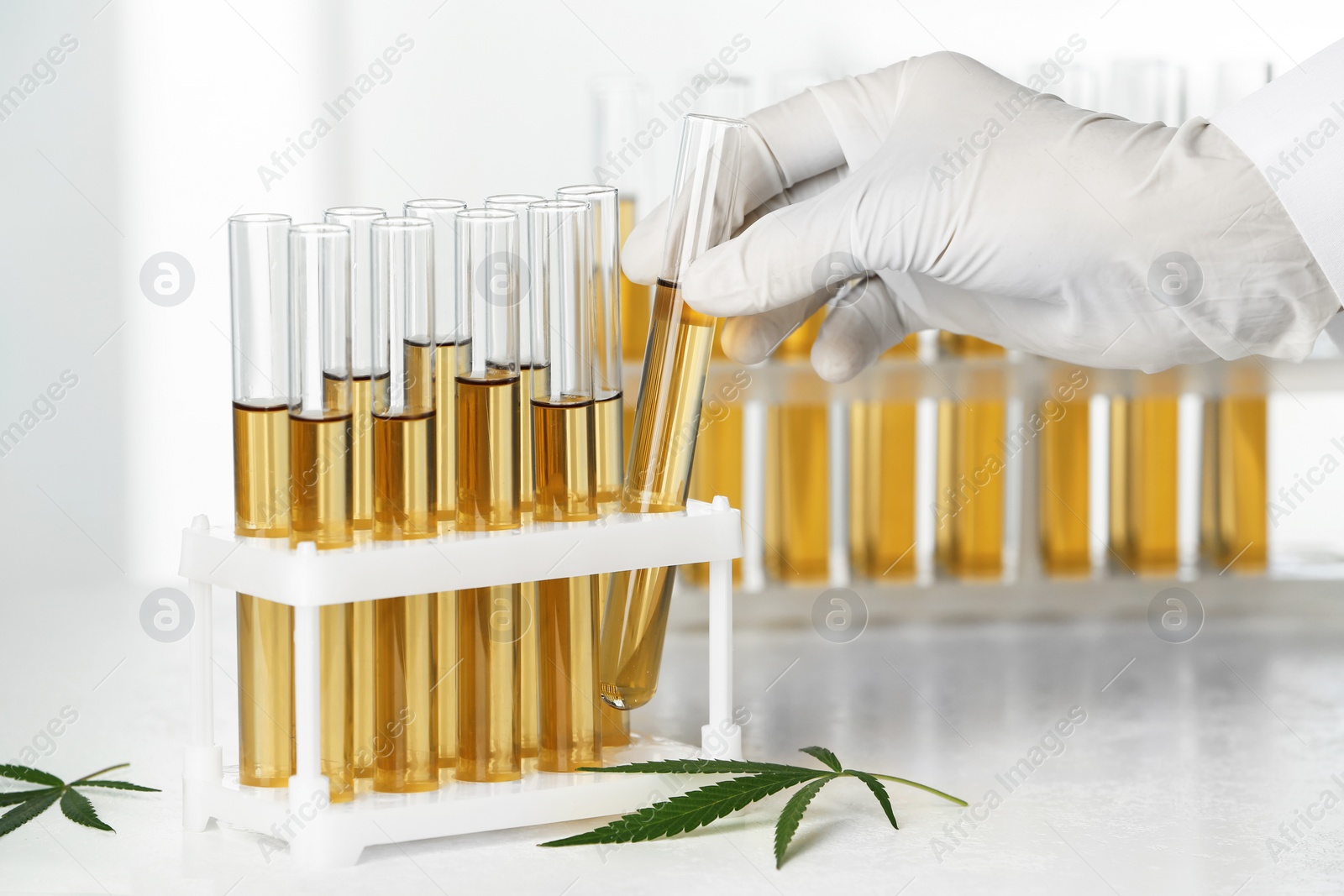 Photo of Doctor taking test tube with urine sample for hemp analysis, closeup