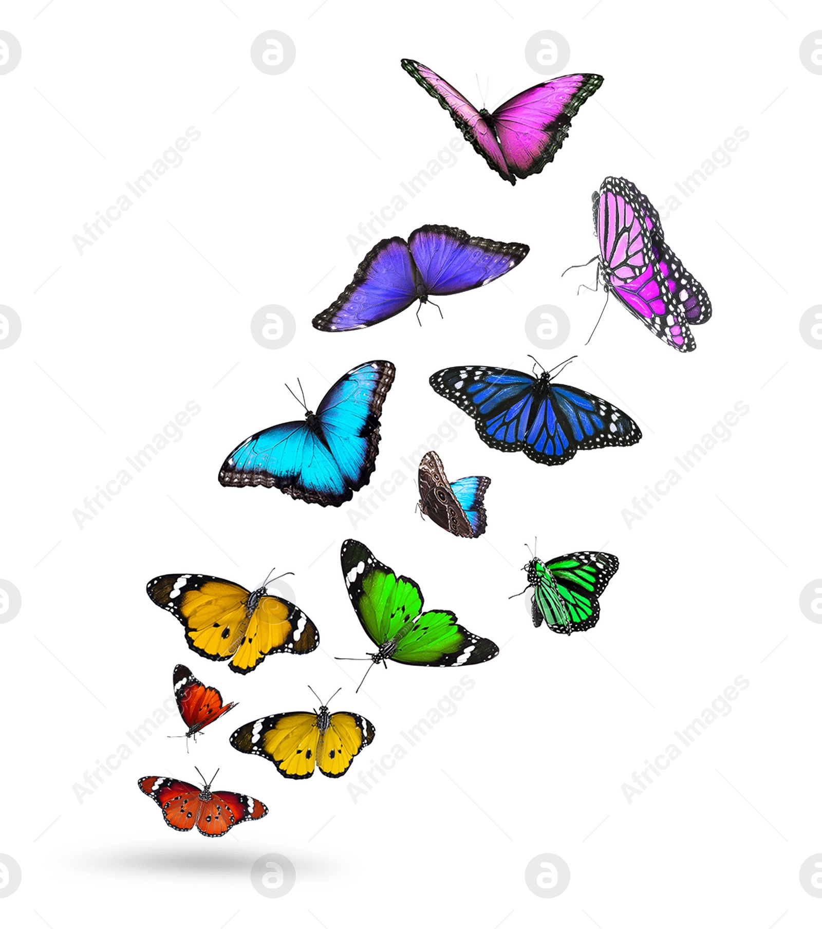 Image of Many beautiful colorful butterflies flying on white background