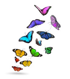 Image of Many beautiful colorful butterflies flying on white background