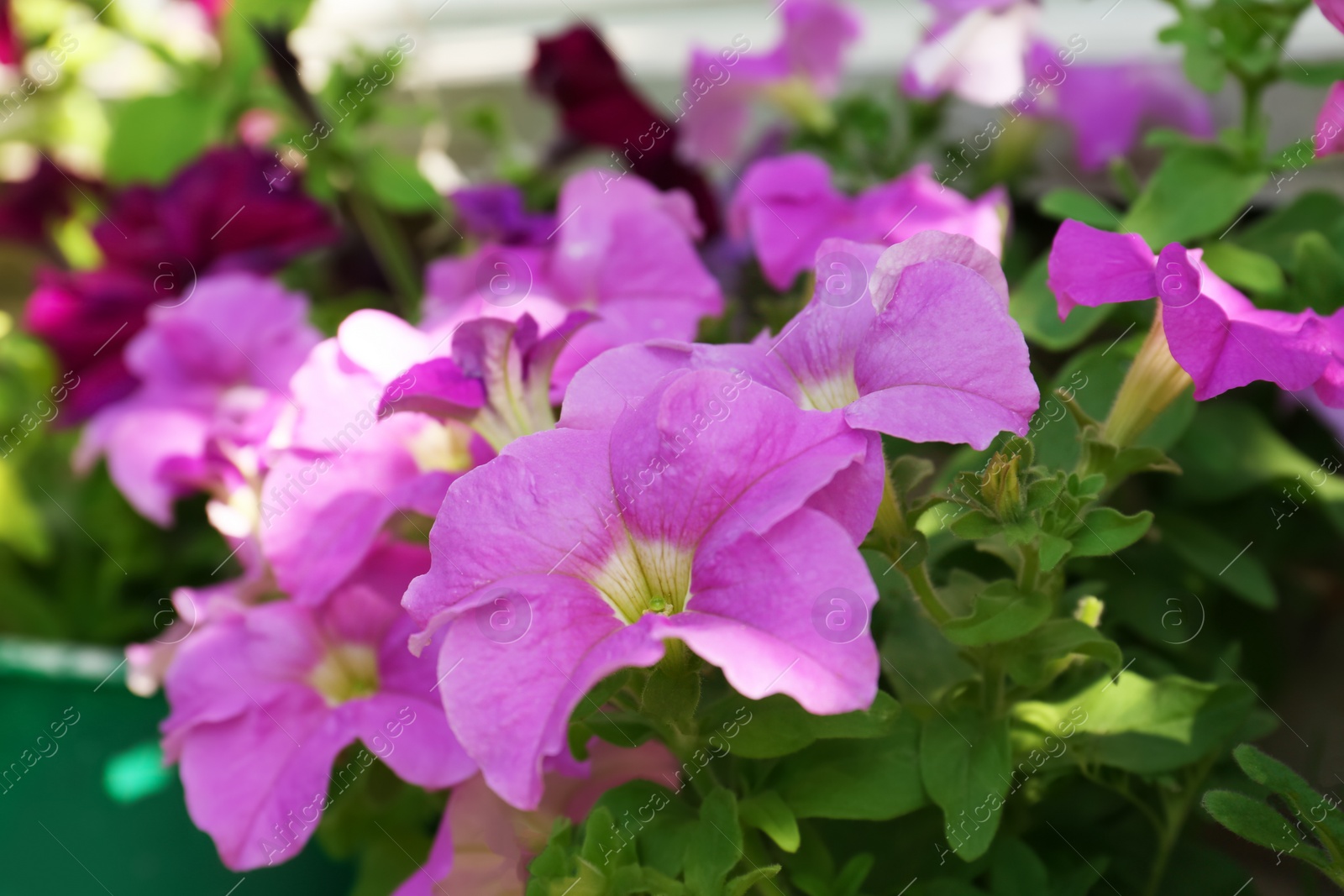 Photo of Beautiful blooming pink petunias outdoors, closeup view