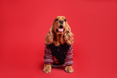 Photo of Adorable Cocker Spaniel in Christmas sweater on red background