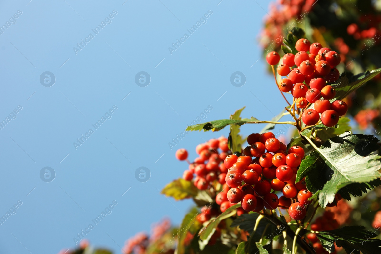 Photo of Rowan tree with many berries growing outdoors, low angle view. Space for text