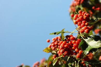 Photo of Rowan tree with many berries growing outdoors, low angle view. Space for text