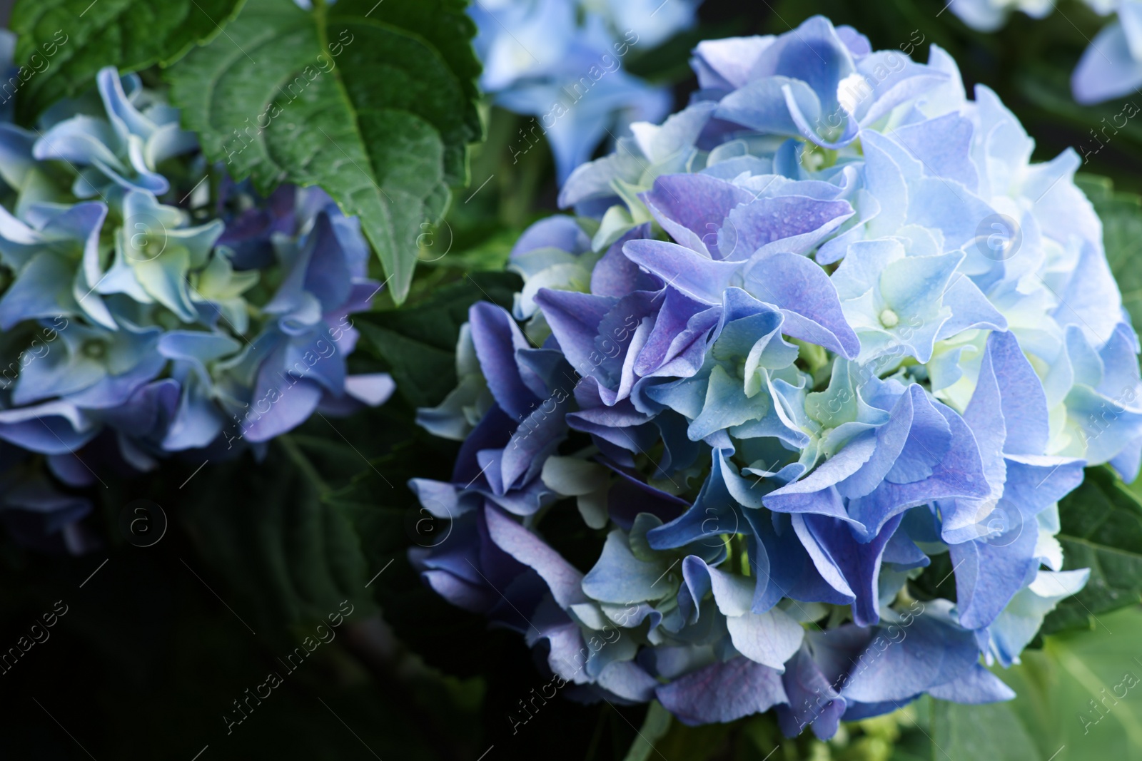 Photo of Beautiful hortensia plant with light blue flowers, closeup