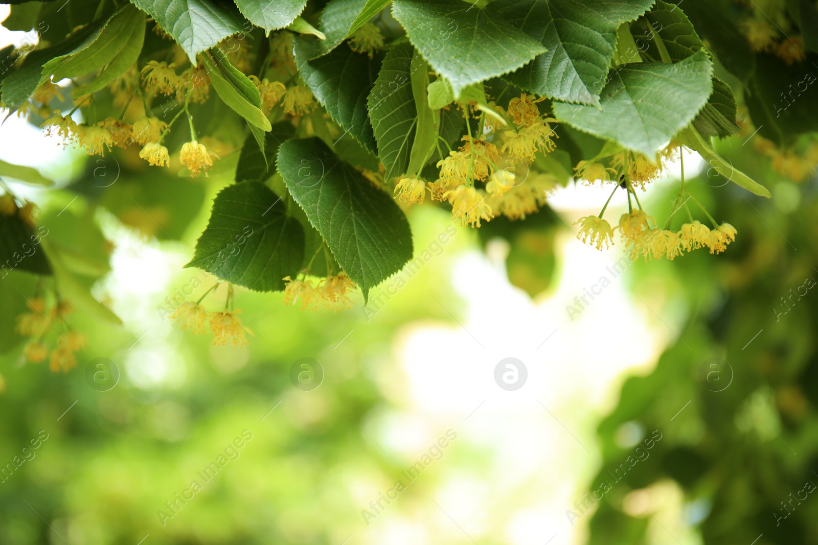 Photo of Closeup view of linden tree with fresh young green leaves and blossom outdoors on spring day