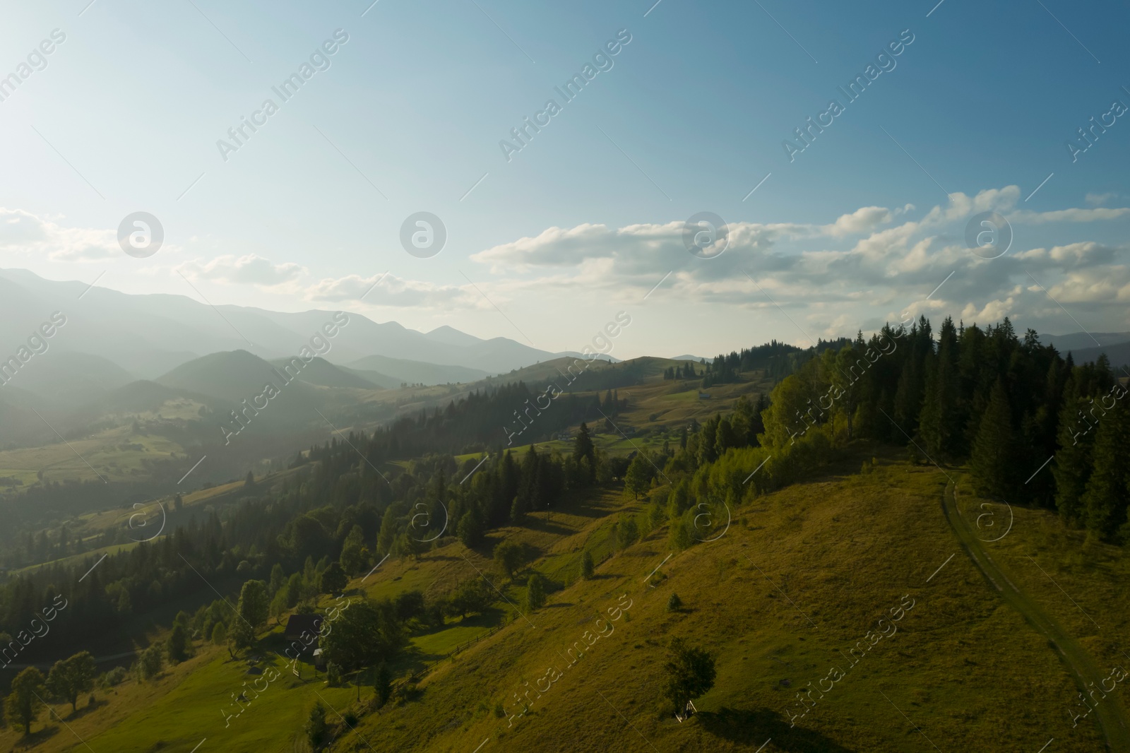 Image of Aerial view of forest and beautiful conifer trees in mountains on sunny day