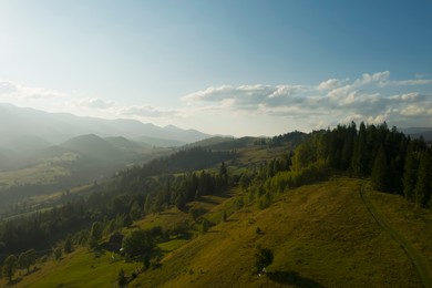Image of Aerial view of forest and beautiful conifer trees in mountains on sunny day